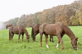 Hasil gambar untuk padang rumput dan kuda