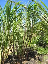 Saccharum officinarum - Plant ... - National Tropical Botanical Garden