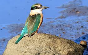 Image result for new zealand kingfisher