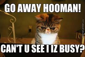 Business Cat Is Busy Memes. Best Collection of Funny Business Cat ... via Relatably.com