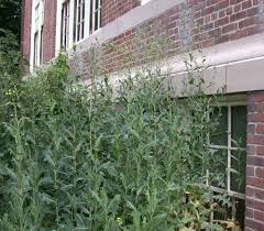Stems of Prickly Lettuce Stems of Prickly Lettuce
