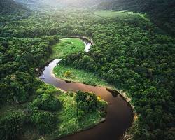 صورة غابة الأمازون الإندونيسية