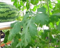horticultural hydroponics melon plant