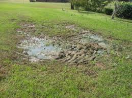 Image result for failed septic drain field