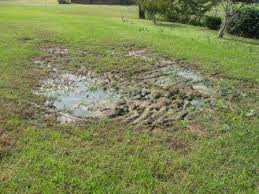 Failed Field Image result for failed septic drain field