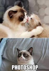 Grumpy Kitty on Pinterest | Grumpy Cat, Grumpy Cat Meme and Cats via Relatably.com