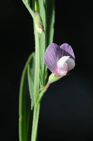 Lathyrus inconspicuus var. inconspicuus | Plants of the World Online ...