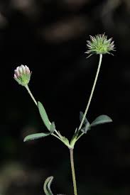 Trifolium leucanthum M.Bieb. | Flora of Israel Online