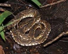 Ferdelance venomous snake
