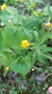 Ranunculus cassubicus L. (World flora) - Pl@ntNet identify