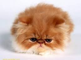 Image result for sad kitty