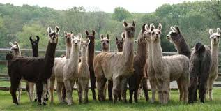 Image result for llamas + images