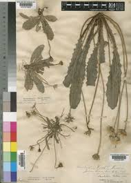 Leontodon longirostris (Finch & P.D.Sell) Talavera | Plants of the ...