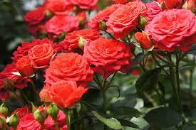 Image result for free images of rose gardens