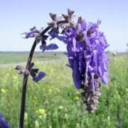 Salvia nutans Nodding sage pendula Care Plant Varieties & Pruning ...