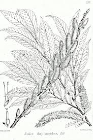 Salix daphnoides - Wikipedia