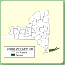 Jasione montana - Species Page - NYFA: New York Flora Atlas