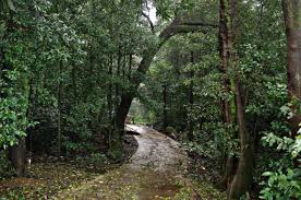 Image result for tamhini ghat bamboo forest