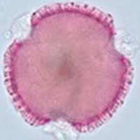The pollen morphology of Pelargonium endlicherianum and ...