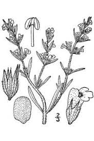 Plants Profile for Satureja hortensis (summer savory)