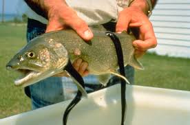 Image result for sea lamprey + great lakes