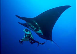 Manta rays – They're just like us