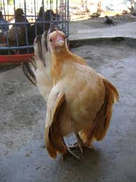 Jual Ayam Serama Di Bogor