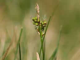 Carex pilulifera - Wikipedia