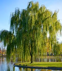 Image result for willow tree