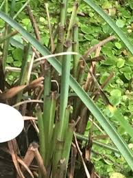 Cladium mariscus (L.) Pohl, Swamp sawgrass (World flora) - Pl ...