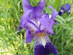 Iris aphylla L., Stool iris (World flora) - Pl@ntNet identify