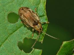 Image result for viburnum leaf beetle