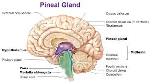 Image result for caucasian pineal gland calcified