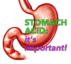 Image result for stomach