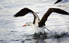 Image result for albatross