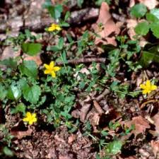 Hypericum humifusum | Online Atlas of the British and Irish Flora