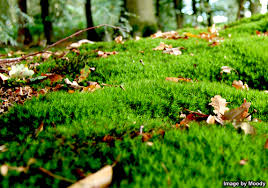 Image result for carpet moss
