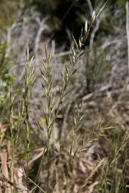 <i>Bromus lanceolatus</i> | Flora of Gibraltar