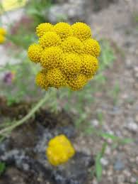 Lonas Plant Growing Guide | How to Grow Golden Ageratum, Lonas ...