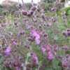 Salvia Species, Wild Sage Salvia pinnata