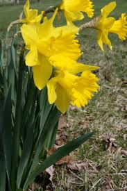 Narcissus pseudonarcissus - Michigan Flora