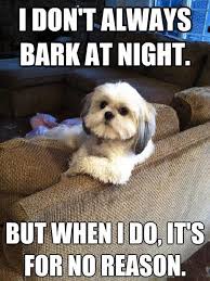 25 Funny Dog Memes - Dogtime via Relatably.com