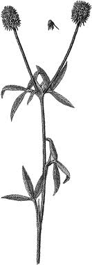 Lectotype of the name Trifolium latinum Sebast. (from Sebastiani ...