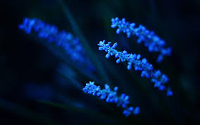 Image result for blue color flowers wallpaper