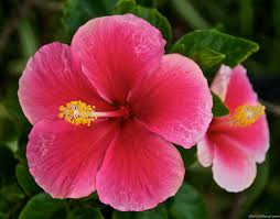 Image result for hawaiian hibiscus