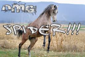 OMG SPIDER! Frightened Horse Jumps in Surprise, Funny Graphic Meme ... via Relatably.com