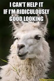 Image result for llama pictures