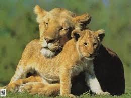 Résultat de recherche d'images pour 'images mignonnes lionne et son petit'