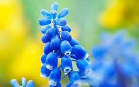 Image result for blue flower images