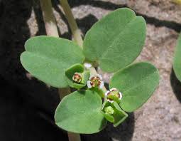 Euphorbia serpens - Wikipedia